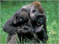 Gorillas