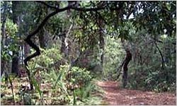 Wassaw Island Forest