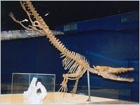 Georgiacetus Whale