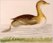 Grebe, Didapper, or Water Witch