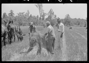 Oat Harvesting