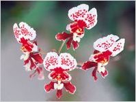 Oncidium Hybrid Orchid
