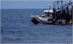 Shrimp Boat