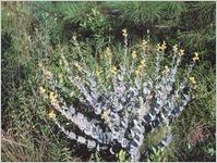 Hairy Rattleweed