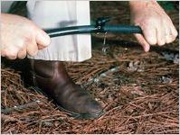 Xeriscape Gardening