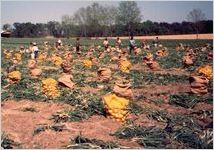 Vidalia Onion Harvest