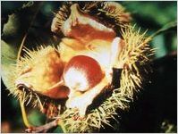 Chestnut Burr