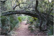 Forest, Cumberland Island