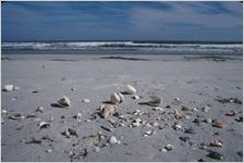 Cumberland Island