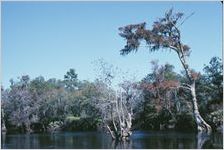 Cumberland Island Interior