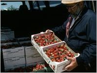 Strawberries