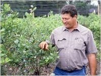 Blueberries