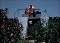 Blueberry Harvest