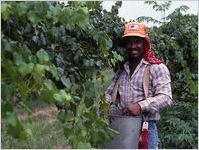 Grape Harvest