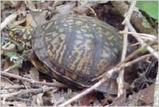 Eastern Box Turtle