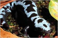 Marbled Salamander