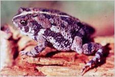 Oak Toad
