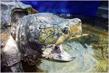 Alligator Snapping Turtle
