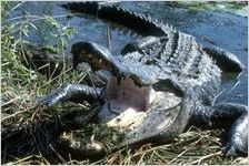 American Alligator