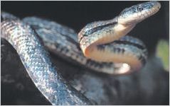 Rat Snake