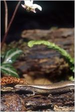 Ground Skink