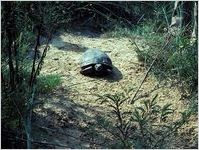 Gopher Tortoise