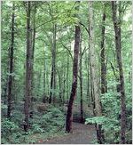 Fernbank Forest