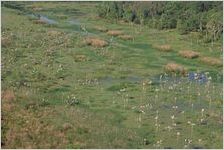 Wood Storks