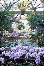 Fuqua Orchid Center