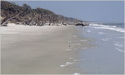 The Boneyard on Blackbeard Island