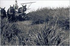 Georgia Experiment Station
