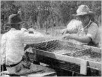 Bedspring Peanut Pickers