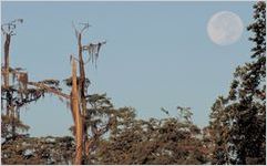 Okefenokee Swamp