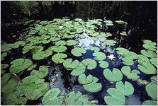 Okefenokee Swamp