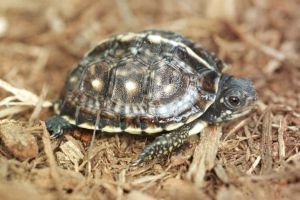 Eastern Box Turtle Hatchlings