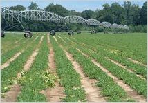 Peanut Field