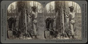Turpentine Farmers