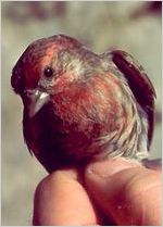 Male House Finch