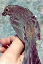 Female House Finch