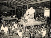 Clarence Jordan in Chicken House
