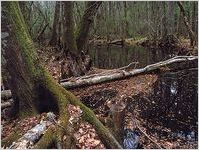 Ebenezer Creek