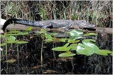 Swamp Alligator