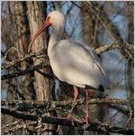 White Ibis