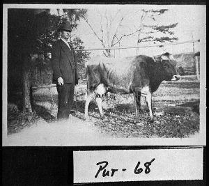 Jersey Cow