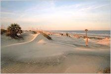 Cumberland Island Dunes