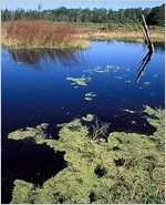 Altamaha River, Darien