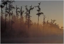 Okefenokee Swamp