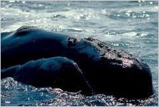 Mammals