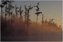 Natural history of the Okefenokee Swamp