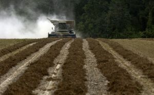 Peanut Harvest
